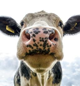 Ekološko seneno mleko Gorenjska