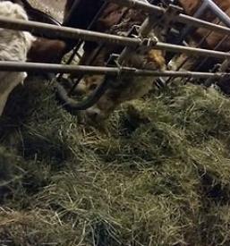 Govedo kmetija Močnik