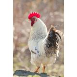 Perutninarska zadruga Ptuj PZP z.o.o.