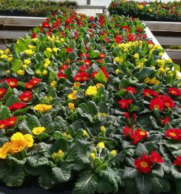 Profesionalno urejanje zelenic Ajdovščina