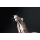 Deratizacija Marko Zajc s.p.