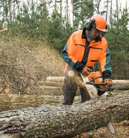 Sečnja v gozdu Kal nad Kanalom