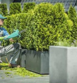 Obrezovanje drevja v Ljubljani in okolici