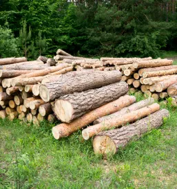 Hlodi po sečnji Kal nad Kanalom