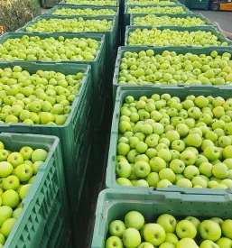 Domač jabolčni sok Pomurje