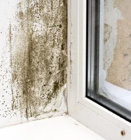 Poceni sanacija zidne plesni Ptuj