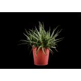 ABSCREATIONS, Boris Sreš s.p.