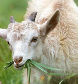 Semena kozlov Ljubljana