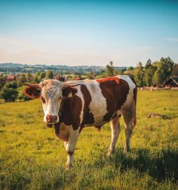 Bikova semena Ljubljana