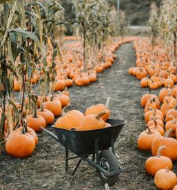 Najboljše bučno olje Pomurje