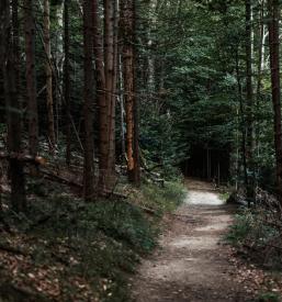 Sodni izvedenec za gozdarstvo Črnomelj, Bela krajina