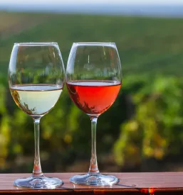 Poceni, kakovostno belo vino