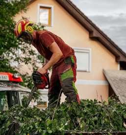 Hitro obrezovanje dreves Gorenjska