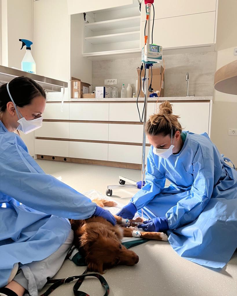 Veterinar Radomlje VET4PET d.o.o.