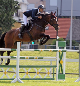 Vpis v šolo jahanja Domžale