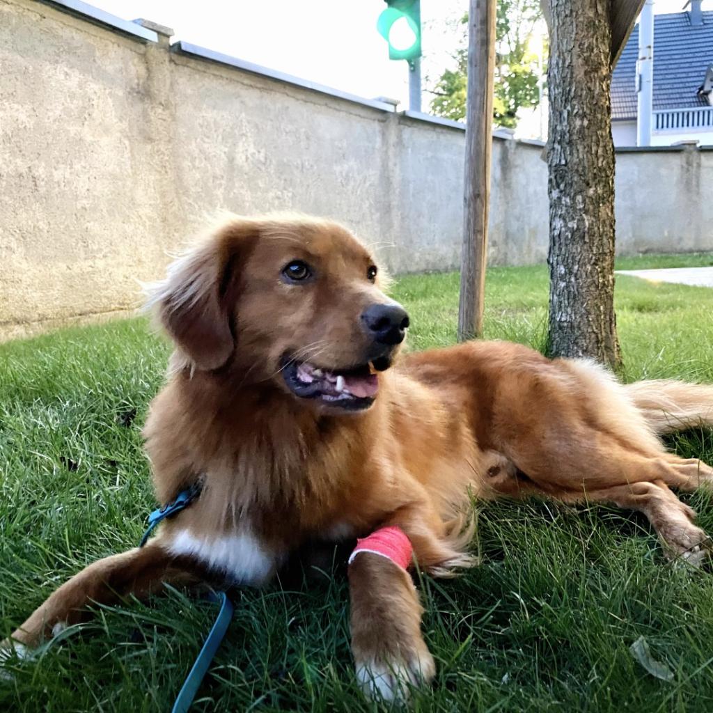 Veterinar Radomlje VET4PET d.o.o.