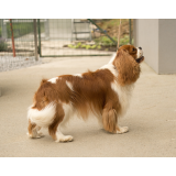 ROTTI, UROŠ ROJC S.P.