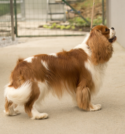 Hundezucht in slowenien