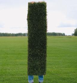 Polaganje travnih tepihov Slovenija