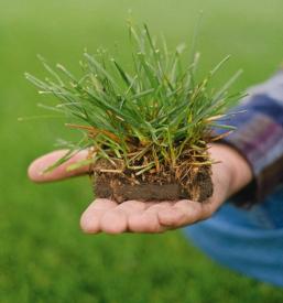 kvalitetno Polaganje travnih tepihov Slovenija