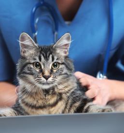 Kastracija mačk v Ljubljani