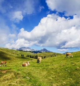 Živinorejci Gorenjska
