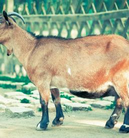 Oprema za umetno osemenjevanje krav