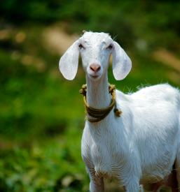 Oprema za umetno osemenjevanje