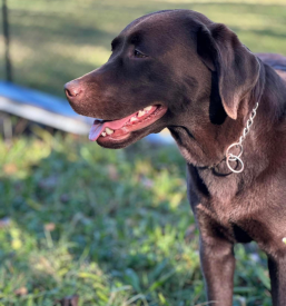 Šola za reševalne pse Ljubljana