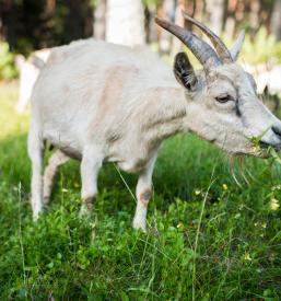 Oprema za umetno osemenjevanje živali