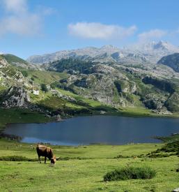 Govedoreja Gorenjska