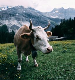 Agrarna skupnost Grad - Bled