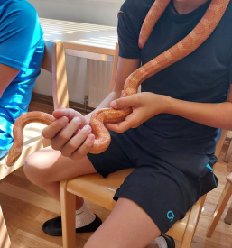 Osnovna šola Venclja Perka