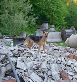 Šola za vodnike reševalnih psov