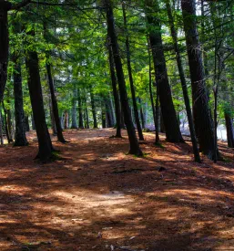 Ugodno obrezovanje dreves Zgornja Kungota
