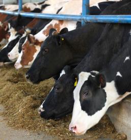 Naravna krmila za govedo Maribor