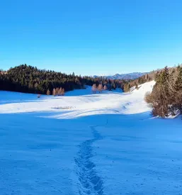 Šentviška planota
