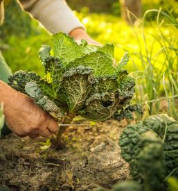 Turistično kulturno športno društvo Pečarovci v Puconcih skrbi za kraj