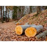 Gozdarstvo Arnes Fuško s.p.