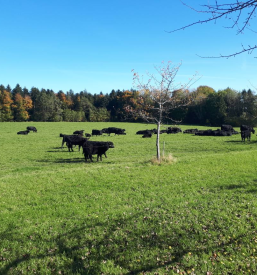 Posredovanje plemenske živine iz Nemčije v Slovenijo