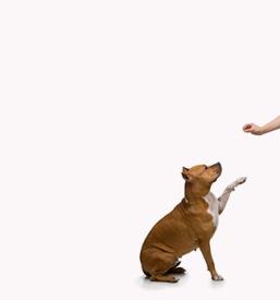 Hotel za živali Trebnje