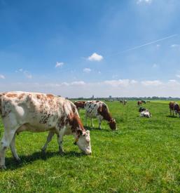 Spuščene krave v naravi