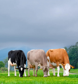 Posredništvo pri prodaji plemenske živine