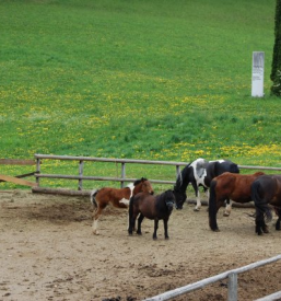 Vpis v turistično društvo