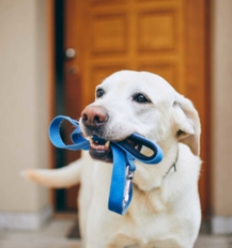 Pasji hotel Dolenjska