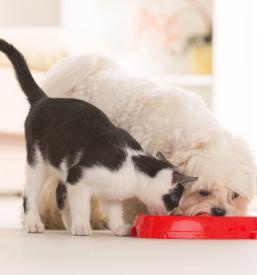 Pasja in mačja hrana