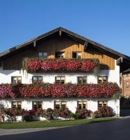 Ugodno balkonsko cvetje Kranj