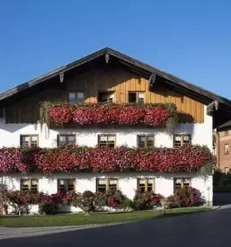 Ugodno balkonsko cvetje Kranj