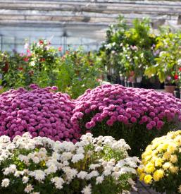 Vrtnarstvo, prodaja cvetja in sadik Dol pri Ljubljani, Osrednja Slovenija