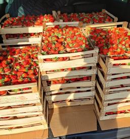 Prodaja eko likerjev Bela Krajina, Slovenija